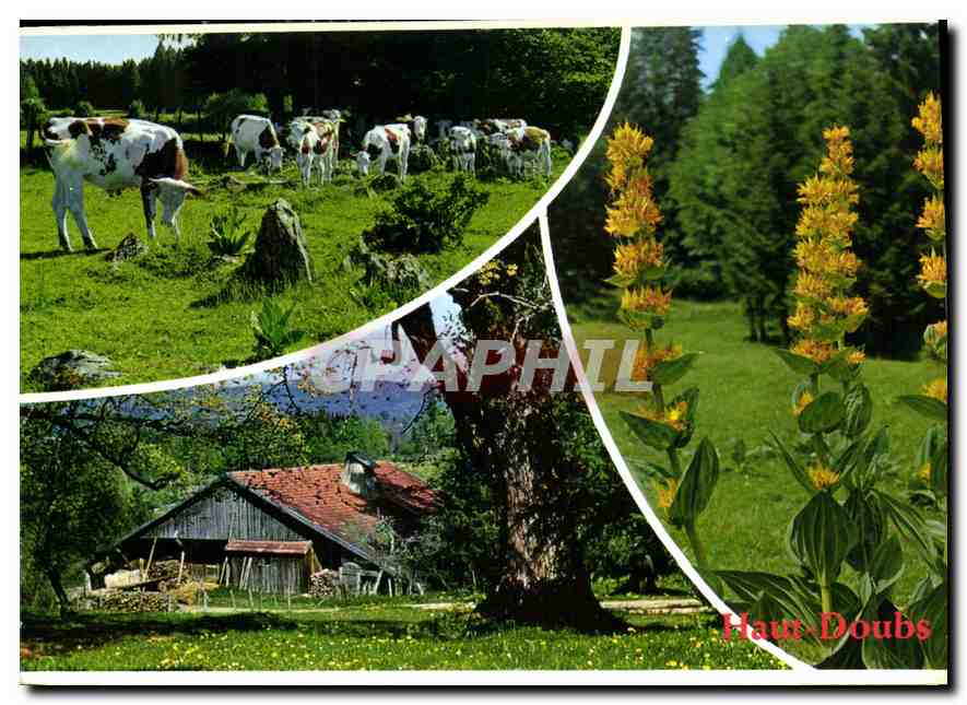CPM Aspects du Haut Doubs A proximite des vieilles fermes a Thues 