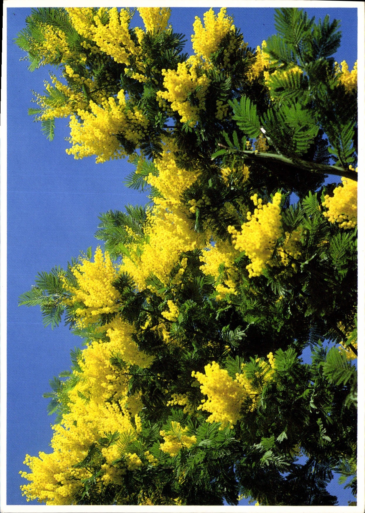 CPM Cote d'Azur Mimosa espege Dite le Galours 