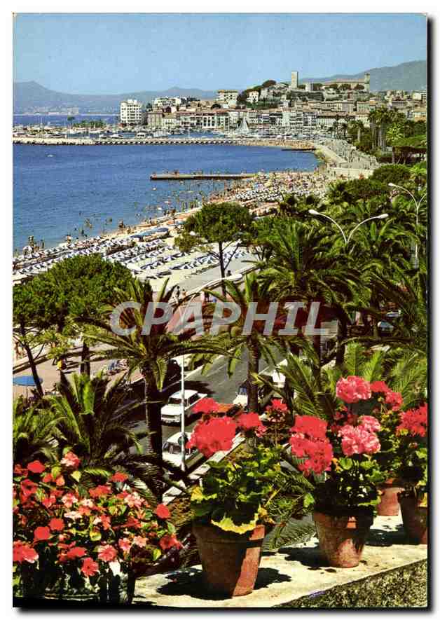CPM Cannes Cote d'Azur French Riviera La Croisette Au fond le Suquet 