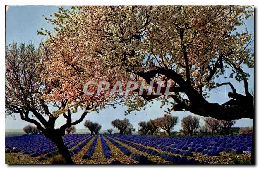 CPM Lavandes et amandiers en fleurs dans les Alpes de Provence 