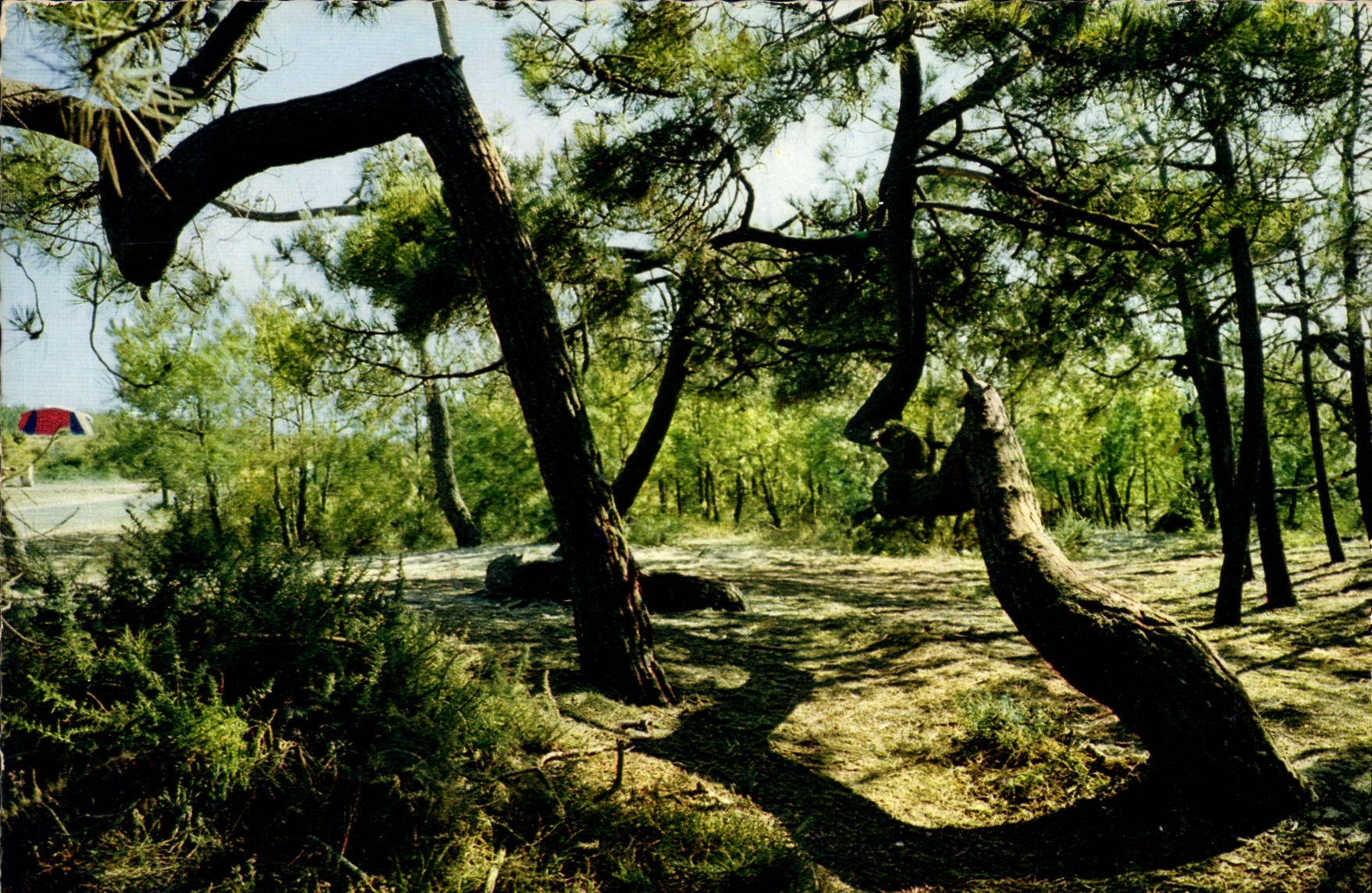 Forêt des bords de l'Atlantique — Les pins tordus — Éditions Acanaou