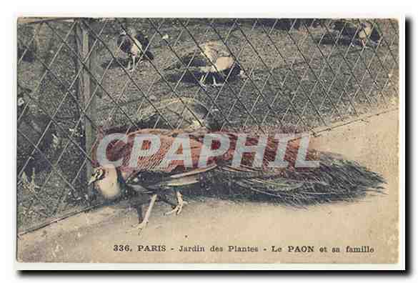 Paris Jardin des Plantes Le Paon et sa famille CPA
