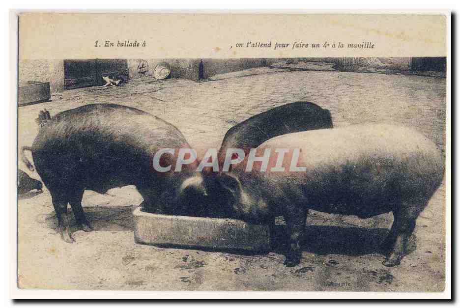 Cochons Porcs En ballade a on t attend pour faire un quatrieme a la manille CPA
