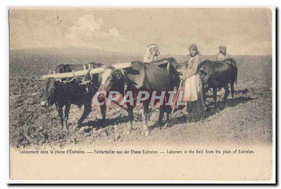 Laboueurs dans la plaine d'Esdrelo — CPAPHIL