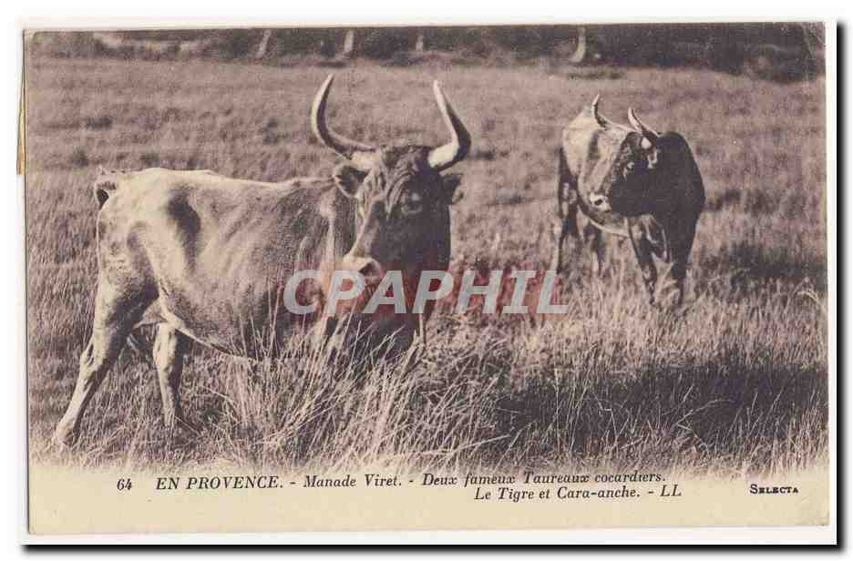 En Provence — Manade Viret — Deux fameux taureaux cocardiers : Le Tigre et Cara-anche — Selecta