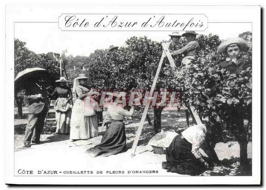 CPM La Cote d'Azur Collection artistique Cueillette de fleurs d'orangers 