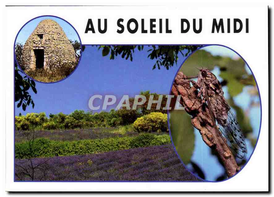 CPM Dans le Midi Borie lavandes et cigale 