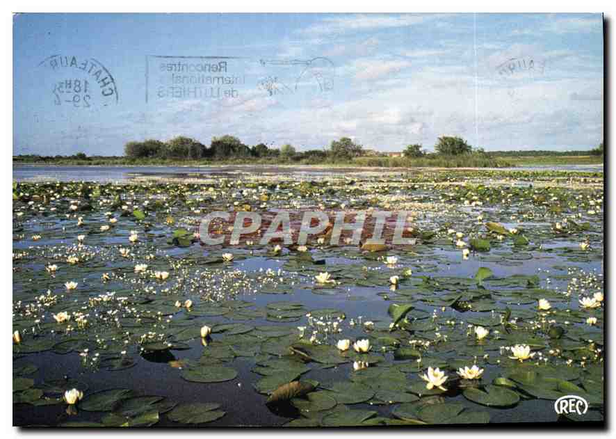 Étang en Floraison — Pays des Mille Étangs — Éd. Éd. ROUSSEL, Châteauroux, n°4024
