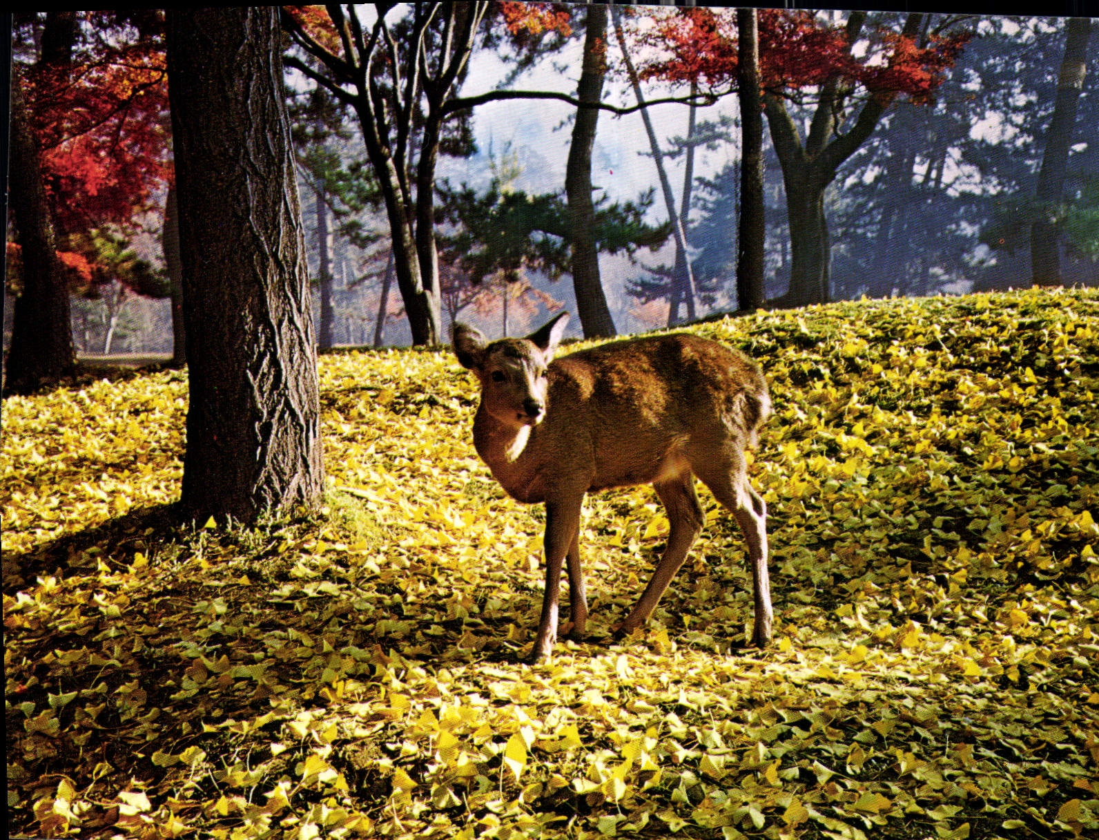 Nara Park — cerf dans un parc d'automne — CPAPHIL, Kyoto