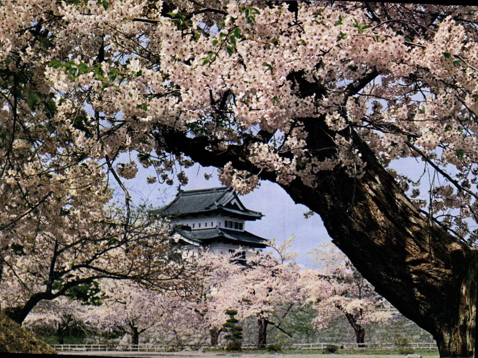 CPM Cherry Blossoms in full bloom at Hirosaki Castle Aomori Pref 