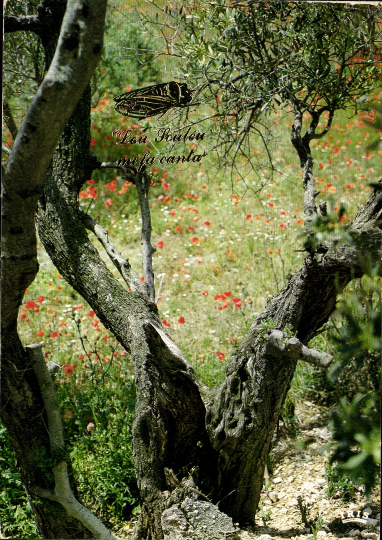 Reflet de la Provence — Printemps sous les oliviers — DRIS