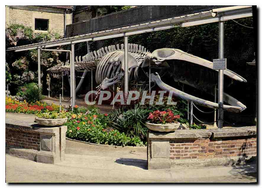 Squelette de baleine — Jardin municipal de Luc-sur-Mer — ARDAUD Frères