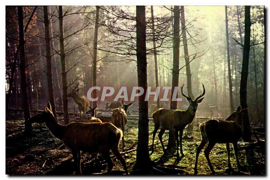 Cerfs et biches — Forêt — Collection Denner-Rochester