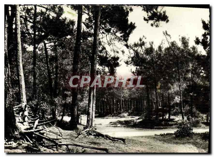 CPM Ronce les Bains Charente Inf En flanant vers la Plage 