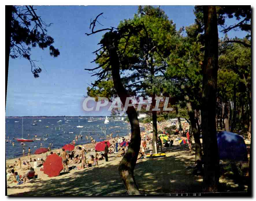 Plage de la Cèpe à Ronce-les-Bains — vue de la plage et des pins — ARUM-ÉDITION