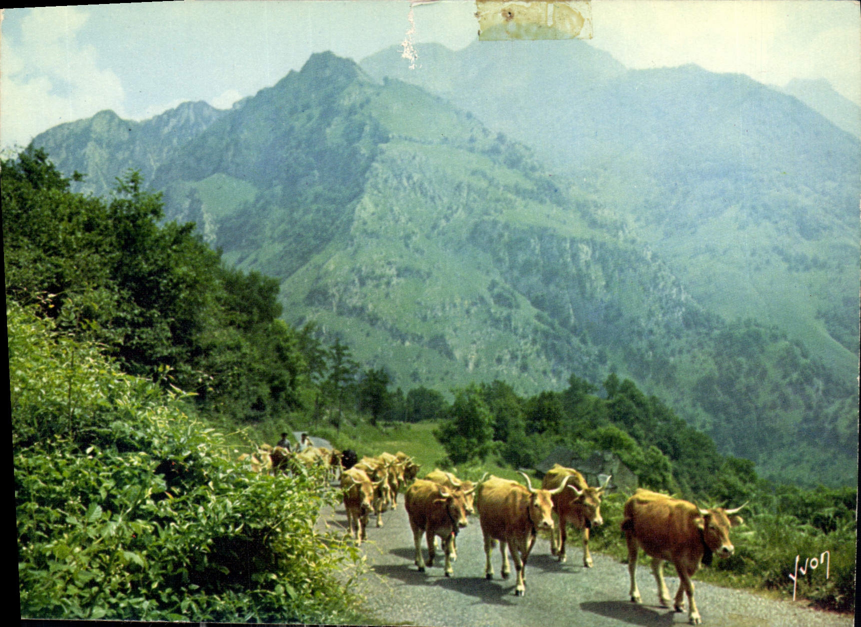 CPM Couleurs et Lumiere de France Les Pyrenes En route vers les hauts paturages Vaches