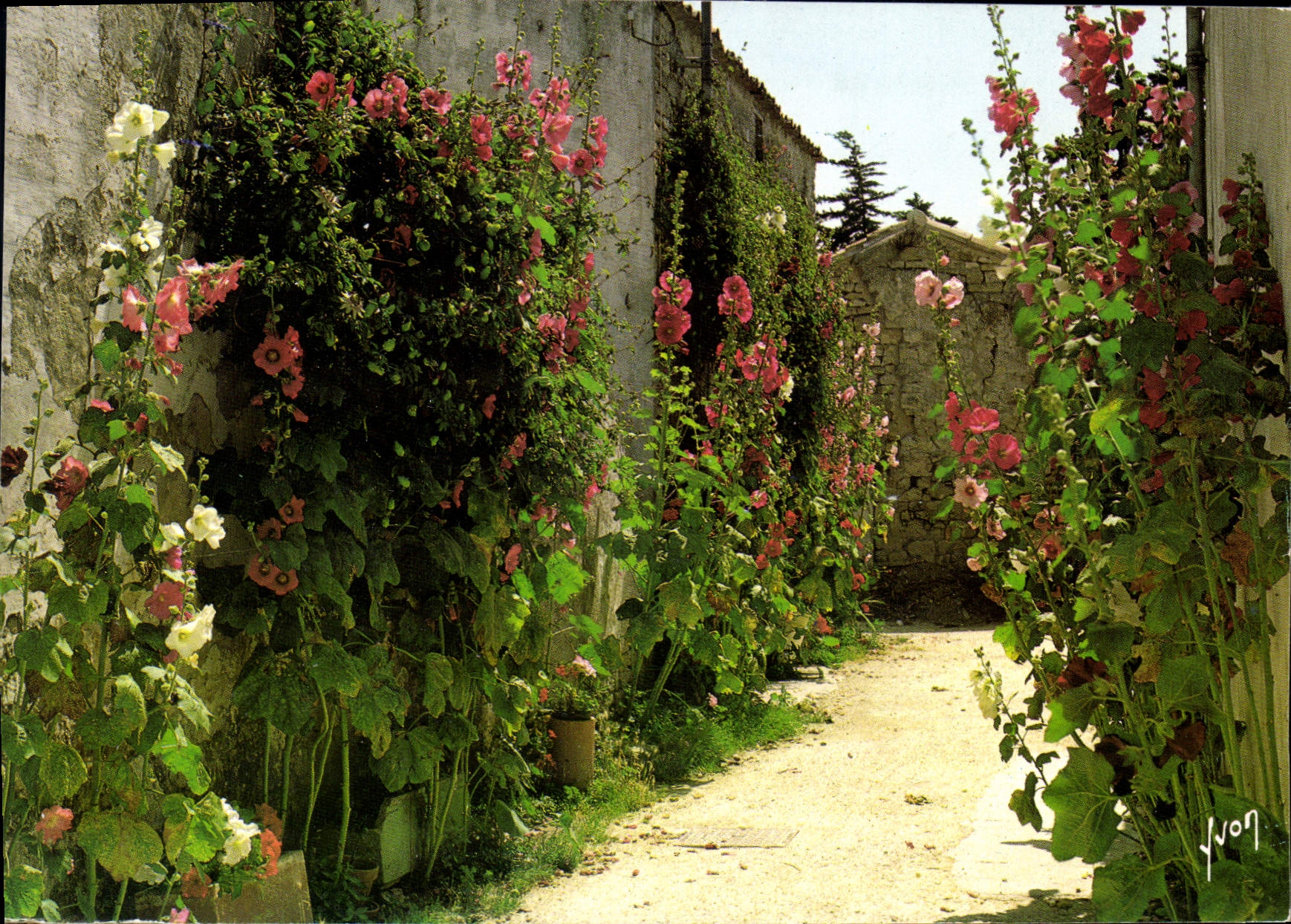 CPM En Charente Maritime une Venelle bordee de passeroses 