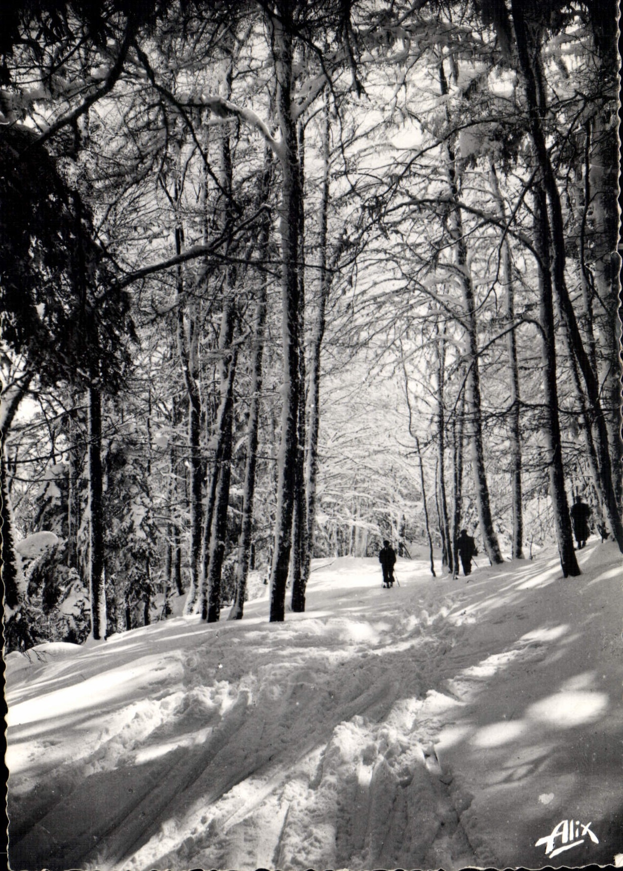 Les Pyrénées — Luchon-Superbagnères (alt. 1.800 m.) — Forêt enneigée — Photo Alix, N° 577