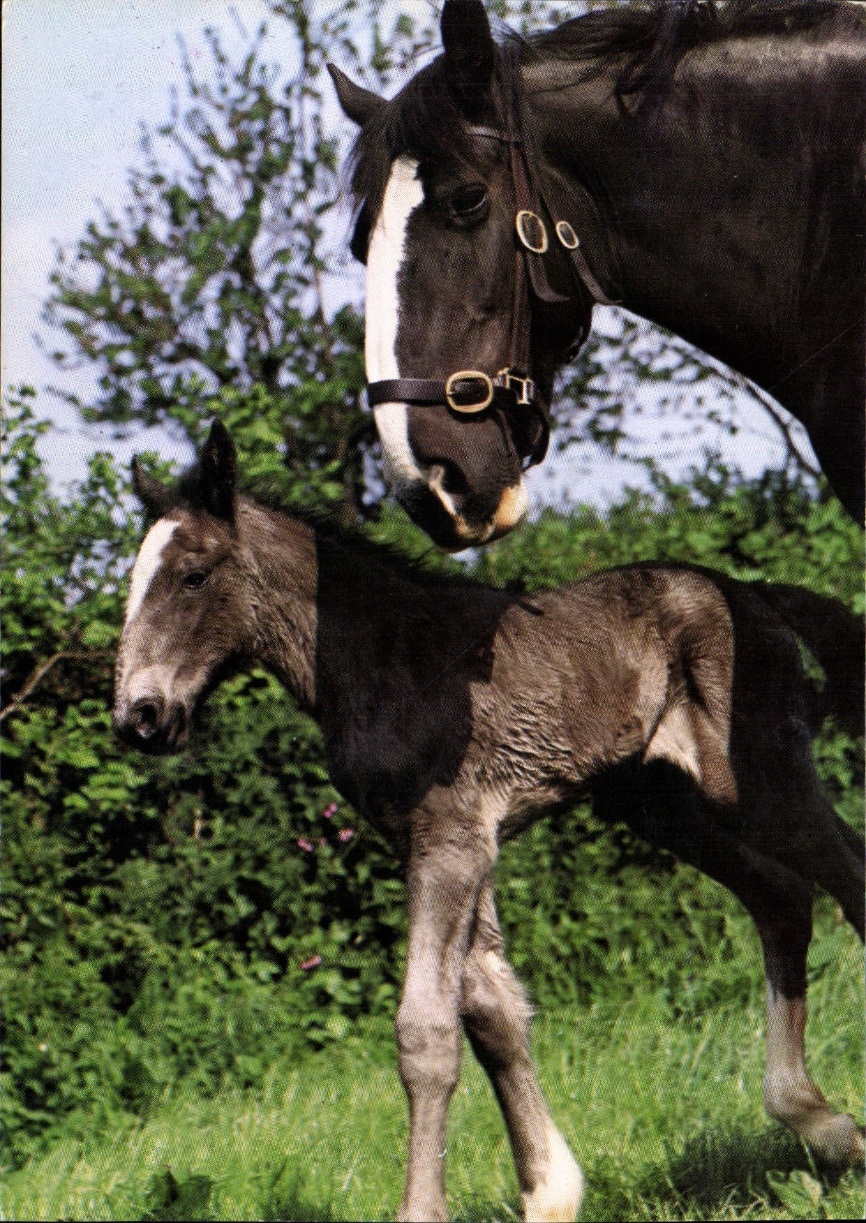 CPM Margaret and Sovereign at the National Shire Horse Centre Yealmpton Plymouth Devon 
