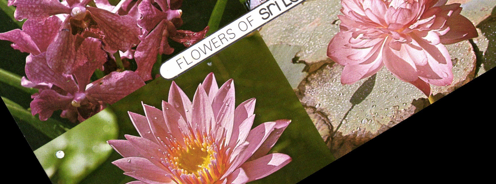 CPM Flowers Sri Lanka 