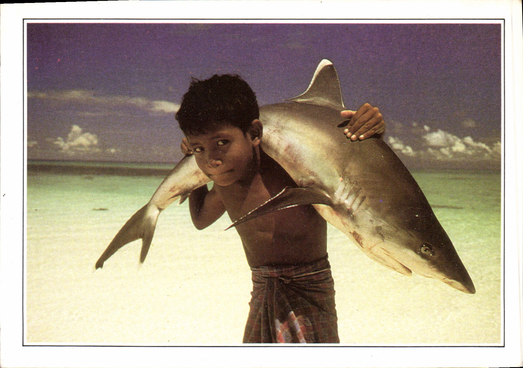CPM Maldives Islands Maldives Requin a pointe blanche 