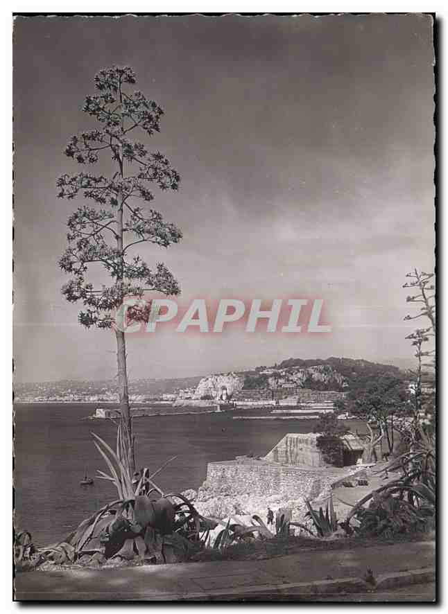 CPM Nice le Port et la Colline du Chateau vus des Jardins Theodore de Banville 