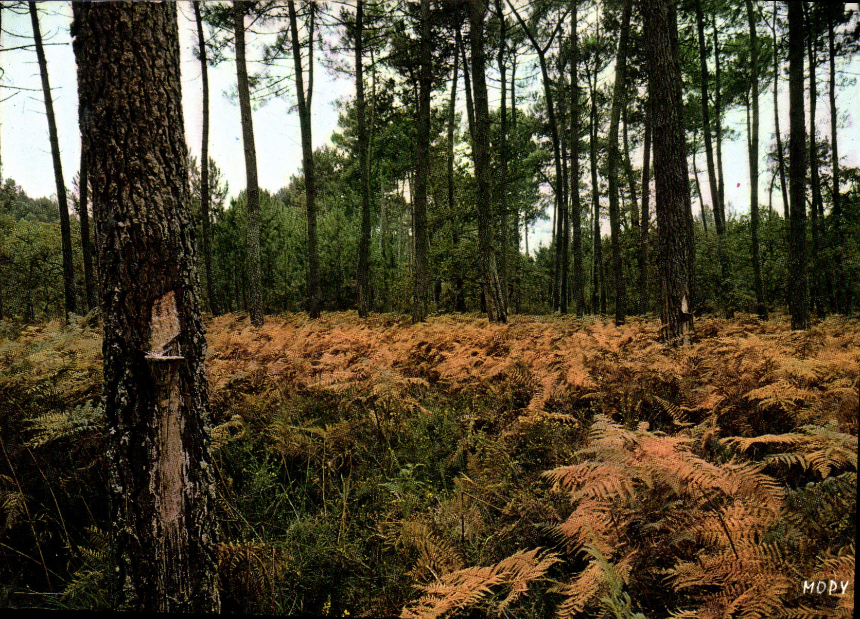 CPM France la Cote d'Argent la foret de Pins 
