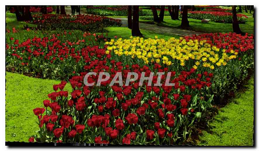 CPM Holland Land of Flowers 