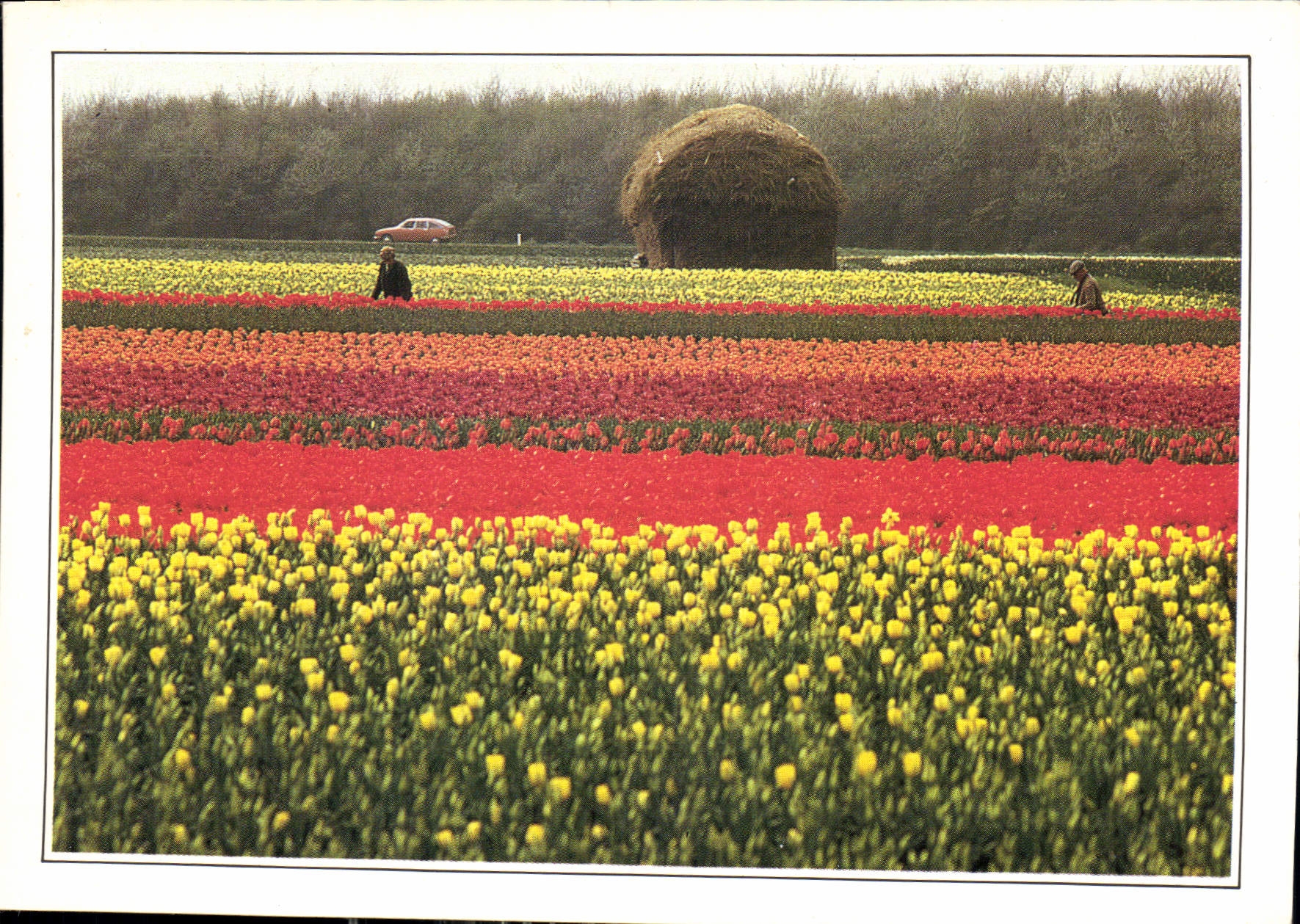Champ de tulipes aux Pays-Bas — éditeur ARSICHTKA ART, série III-A1