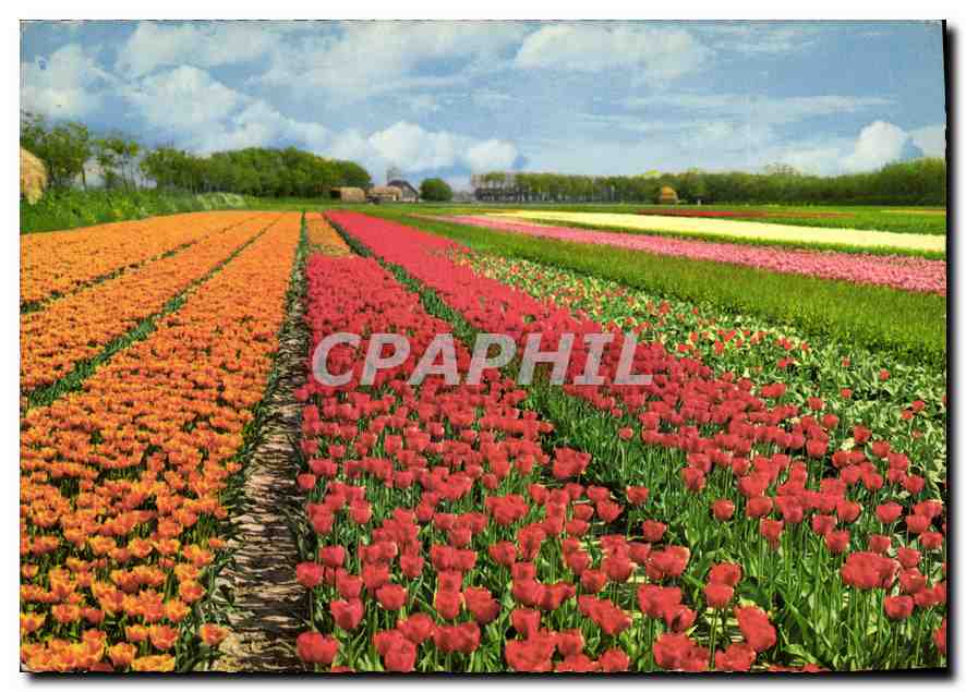 CPM Fleurs Hollande