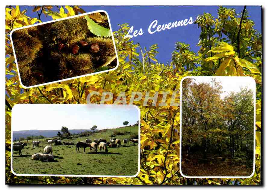 CPM Les cevennes Pittoresque Automnes Somptueux 