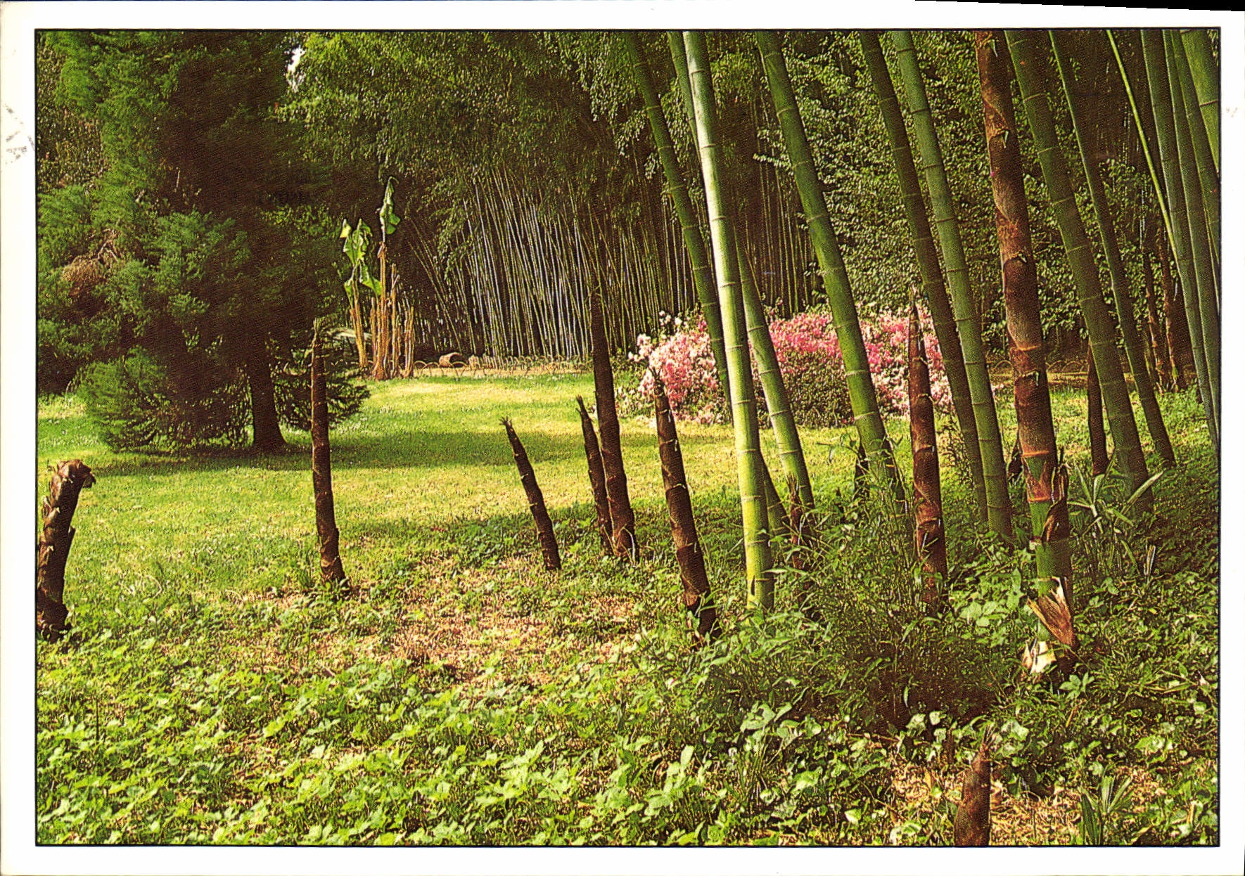 CPM Bambouseraie de Prafrance Generargues Anduze en Lisiere de Foret la Sortie des Jeunes Bambous 