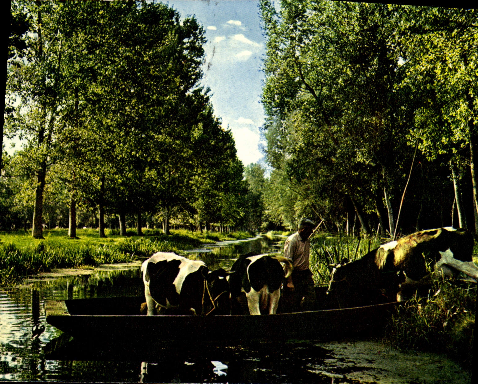 CPM Marais Poitevin Venise Verte Cathedrale de Verdure le bateau seul moyen de transport possible de