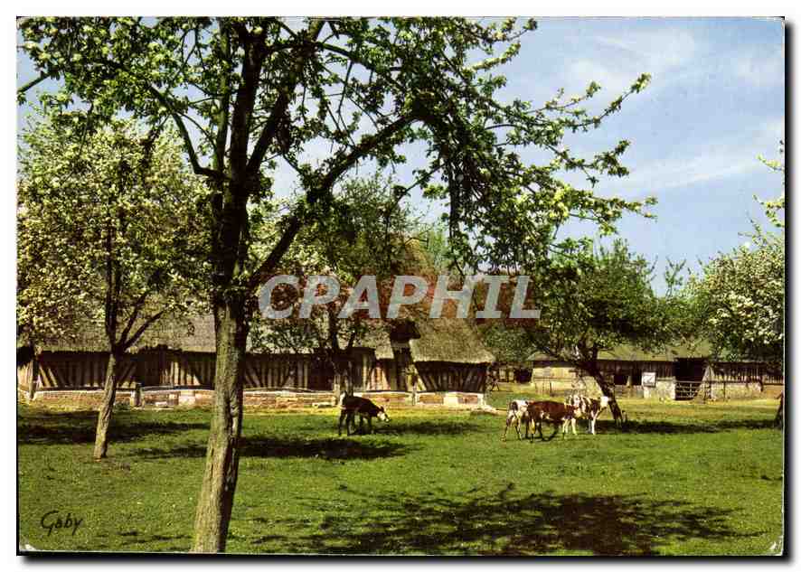 CPM En Normandie Pommiers en fleurs 