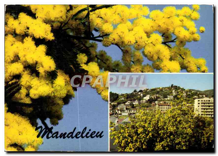 CPM Mandelieu Le Pays du Mimosa vue generale 