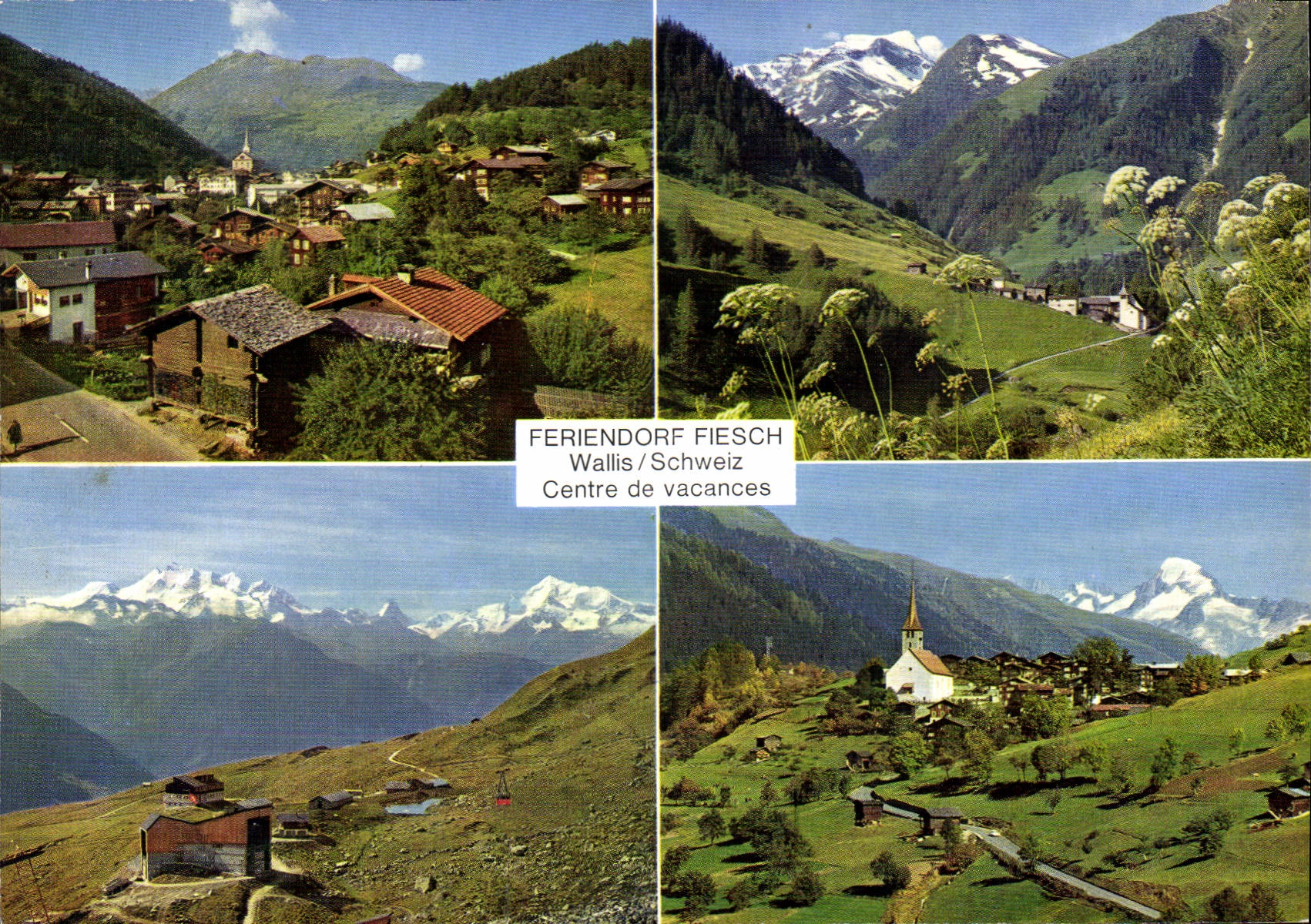 CPM Fiesch Wallis Schweiz Kuhboden mit Mischabelgruppe 