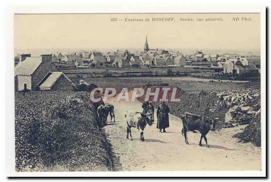Environs de RoSCOFF SAnTEE vue generale Boeufs Animation CPA