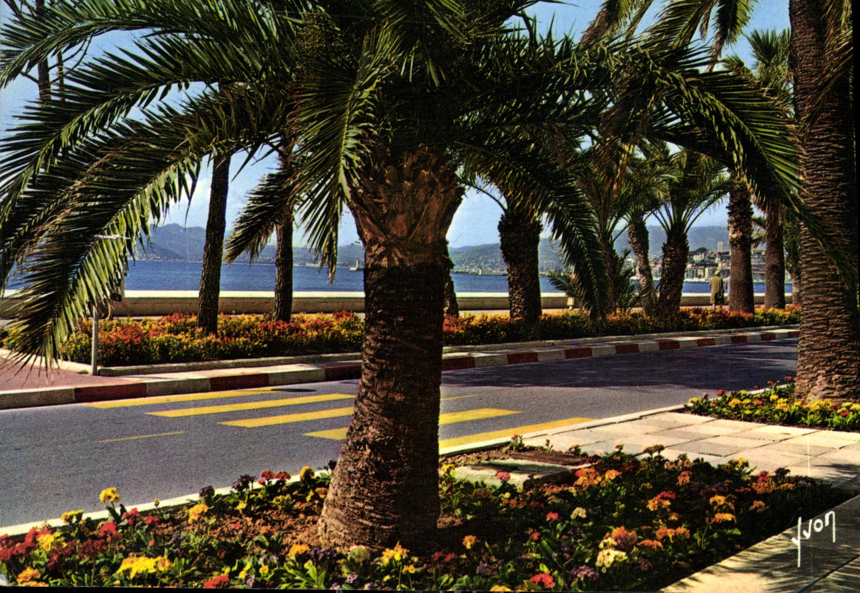 CPM Cannes Alpes Maritimes Les Parterres fleuris de la Croisette 
