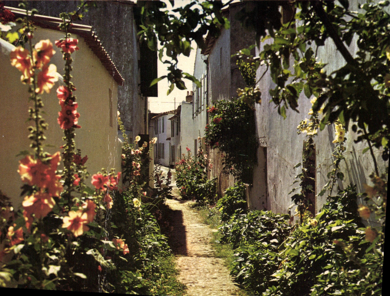 Rue de la Petite Île de Ré — fleurs et maisons blanches — ARS - Venelle en fleurs, Éditeur ARS