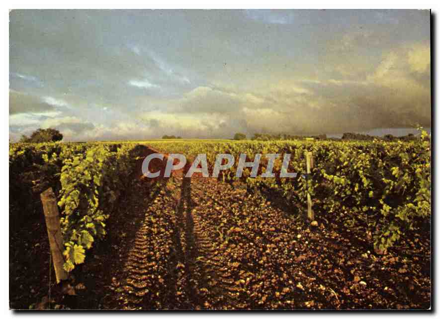 CPM Hennessy Cognac Un Vignoble Charentais en Grande Champagne 
