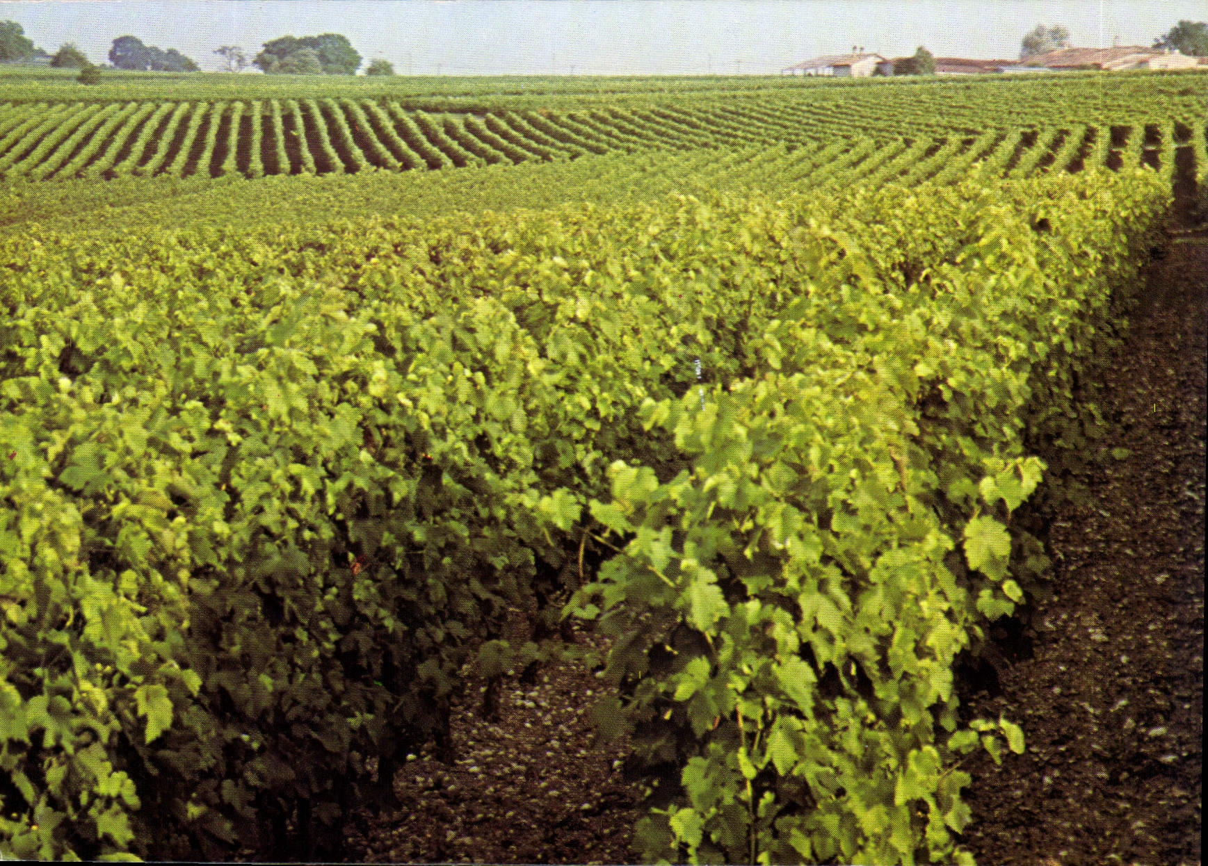 CPM Hennessy Cognac Un Vignoble Charentais en Grande Champagne 