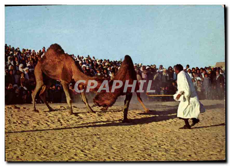 CPM Sud Tunisien Combat de Chameaux 