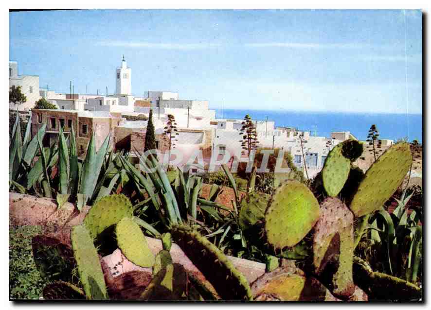 CPM Sidi Bou Said Vue Generale 