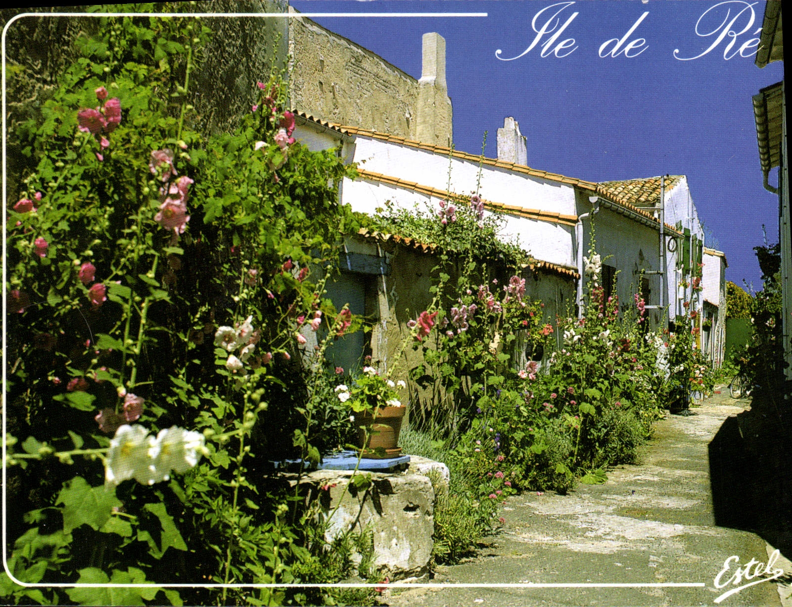 Ile de Ré — Rue fleurie avec hortensias — Estel