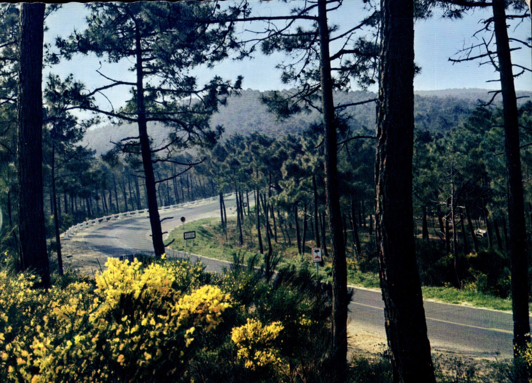 CPM Ronce les Bains La Foret de Pins dans les dunes Genets en fleurs 