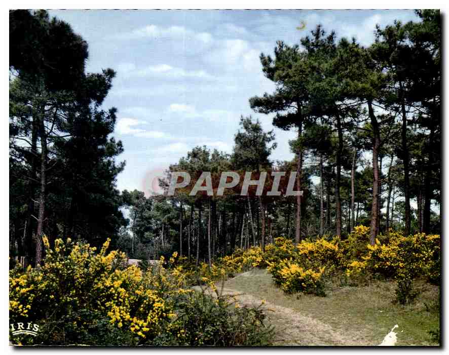 CPM Cote de Beaute La foret de la Coubre au printemps 