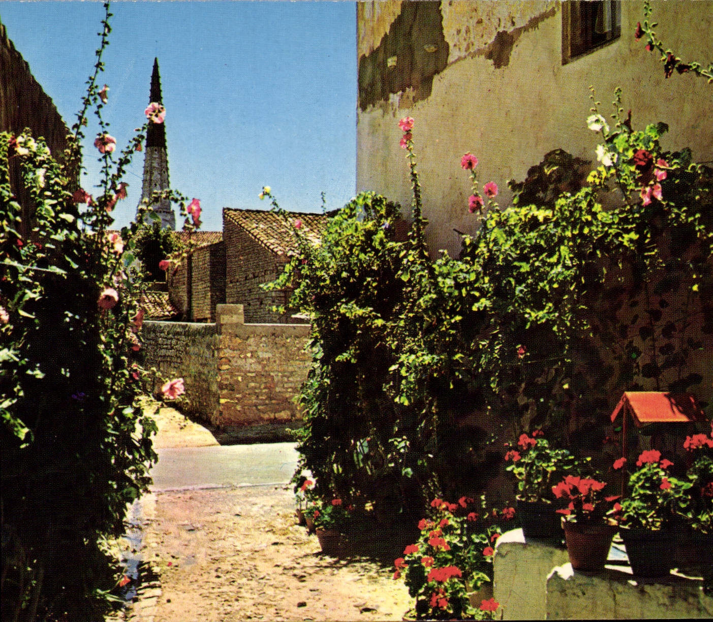 CPM Ile de Re Charente Maritime Une jolie vanelie en fleurs 