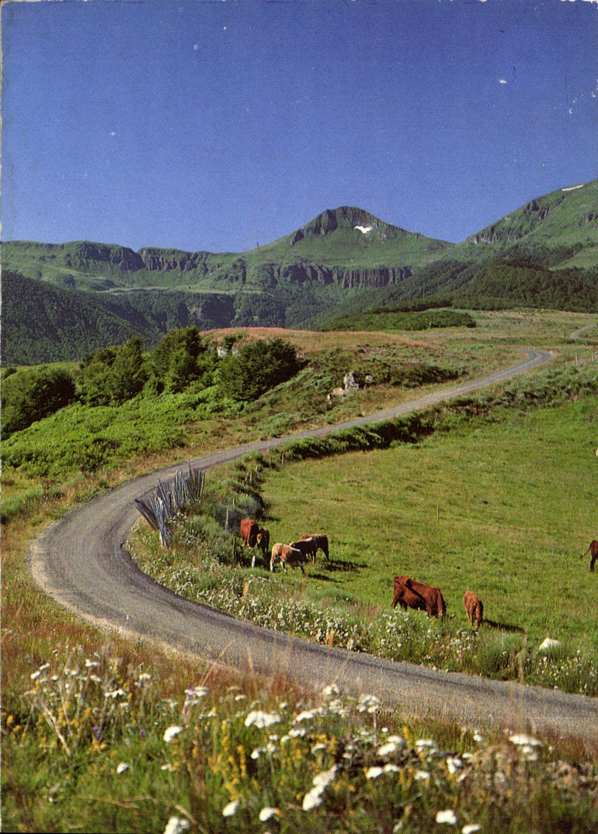CPM Les Monts du Cantal Le Puy Mary Vaches en paturage 