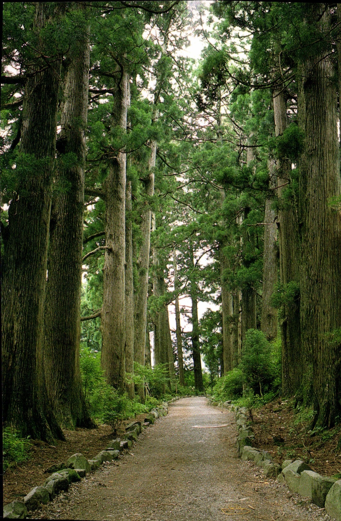 CPM Avenue of cedar Trees National Park Hakone