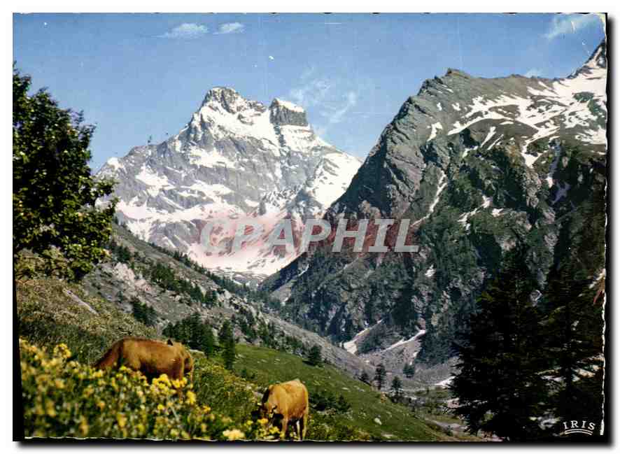 CPM Dans les Alpes Alpages du Mont Viso 
